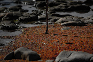small tree at the sea