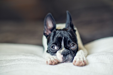 Boston Terrier Puppy