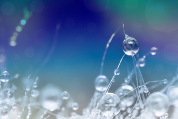 the water drop on cactus, the water drop pattern in nature background