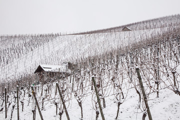 ice wine. Wine red grapes for ice wine in winter condition and snow. Frozen grapes covered by white flake ice