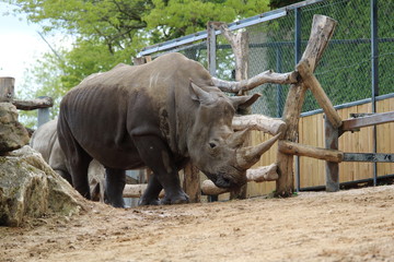 rhinoc&eacute;ros