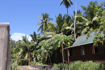 North island seychelles beach Indian Ocean palms