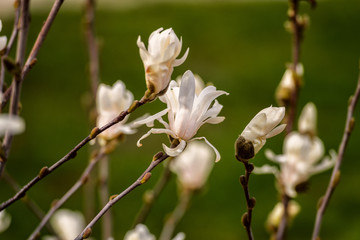 Magnolia tree blossom