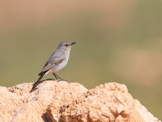 Blackstart bird standing on a rock in Amman suburbs