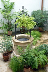 Ville de La Havane, puit en pierre entouré de plantes verte, cour intérieure, Cuba, Caraïbes