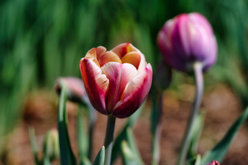 Close-up of multicolor tulip flower in the spring garden