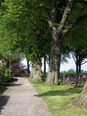 Fototapeta na wymiar sunny footpath along big trees in Rees, Germany