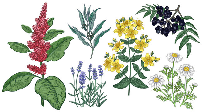 Amaranth, St. John's wort, chamomile, lavender, eucalyptus and Amur cork tree. Set of medical herbs.