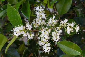 Beautiful white flower on green leaf background