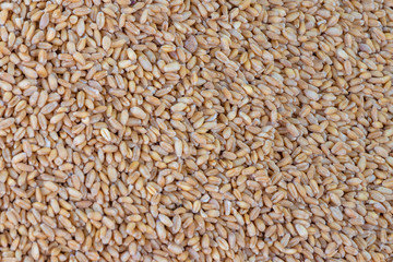 Whole wheat close up,  texture or background