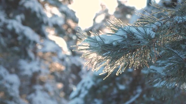 pine tree branch sunlight glare winter landscape during sunset. winter pine the sun forest in the snow sunlight movement. frozen frost Christmas New Year tree. concept new year winter. slow motion
