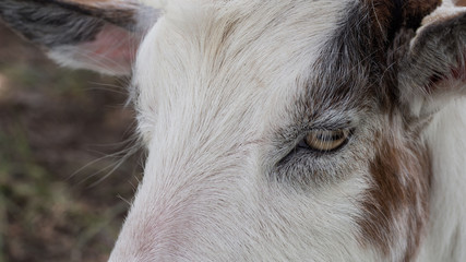 Goat head white and brown close up