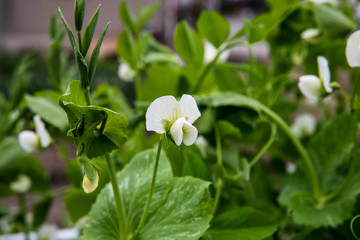 四月の畑に咲くエンドウの花