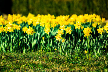 Fototapeta premium Osterglocken