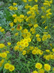 Obraz premium flower, yellow, nature, field, spring, flowers, plant, summer, green, meadow, blossom, flora, beauty, grass, garden, agriculture, bloom, beautiful, color, bright, dandelion, leaf, floral, natural, blo
