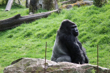 gorille