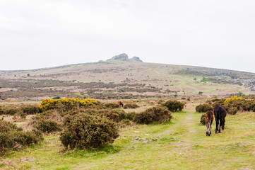Dartmoor, Devon, Sound Tor, Granitfelsen, Heidelandschaft, Moor, Wanderweg, Frühling, England
