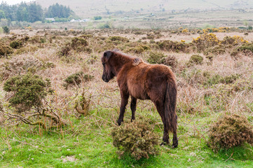 Dartmoor, Devon, Heidelandschaft, Wanderweg, Moor, Naturschutz, Pferde, Frühling, Südengland
