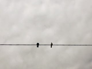 Two pigeons sitting on the wires view 