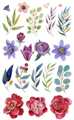 Watercolor flowers and leaves - buds, petals, brunches