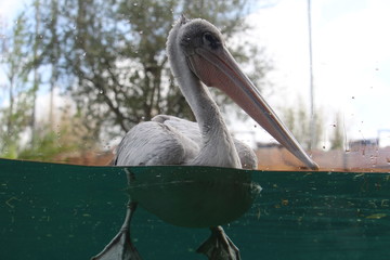 pelican