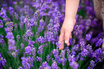 Hand touch lavender flowers on the field. close-up.