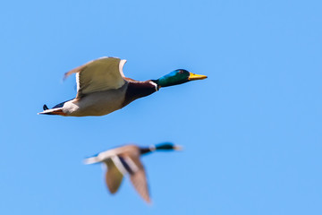 Mallard ducks flying in the blue sky