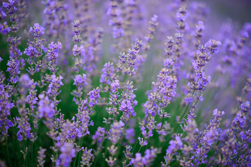 Lavender flowers on the field. close-up.