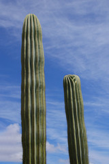 Flora of Santa Cruz (Tenerife), columnar cactus (Saguaro Cactus)