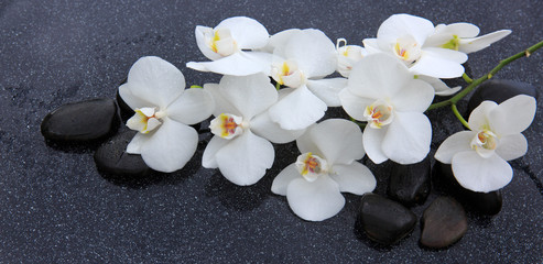 Still life with spa stones and white orchid.