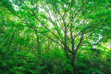 Fototapeta na wymiar 新緑　山の森林