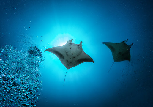 Manta Rochen im Indischen Ozean schwimmt durch das Sonnenlicht