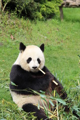 panda