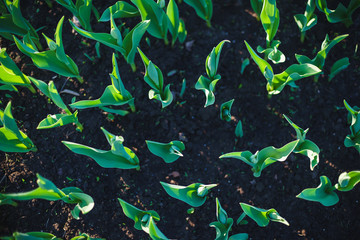 Spring flowers tulips in a flower bed. Pattern of leaves and stems on the ground top view. 