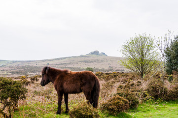 Dartmoor, Devon, Hound Tor, Heidelandschaft, Dartmoor-Pony, Moor, Felsen, Wanderweg, Frühling, Südengland