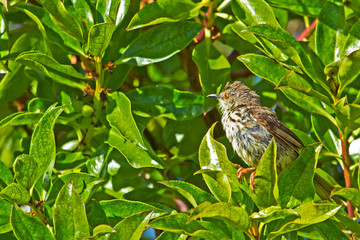 Small Karoo Prinia bird in tree