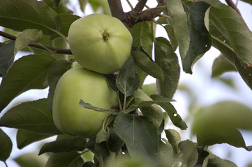 bunch of green apples on a green photo taken close to the camera