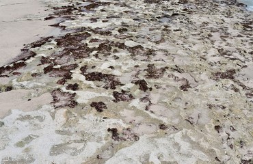 Beautiful shots of the white beaches on the Seychelles paradise island with footprints and water...
