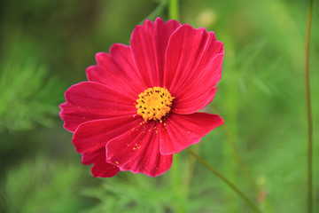 Closeup, Sweet red cosmos flowers are blooming in the outdoor garden with blurred natural background, So beautiful.