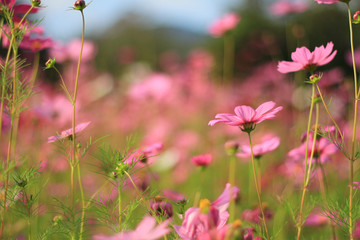 Sweet pink cosmos flowers are blooming in the outdoor garden with blurred natural background, So...