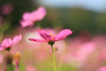 Fototapeta premium Sweet pink cosmos flowers are blooming in the outdoor garden with blurred natural background, So beautiful.