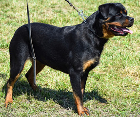 Rotweiler dog standing outdoor