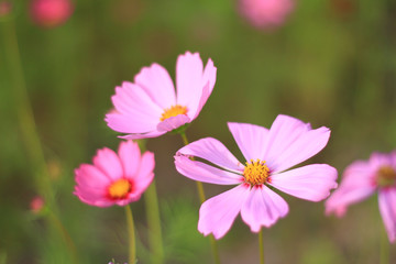 Fototapeta premium Sweet pink cosmos flowers are blooming in the outdoor garden with blurred natural background, So beautiful.
