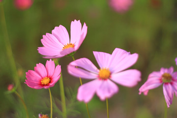 Sweet pink cosmos flowers are blooming in the outdoor garden with blurred natural background, So beautiful.
