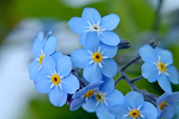 Fragile blue forget-me-not macro. Fantasy gente floral background