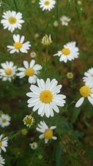 white daisy flowers in a field close up. chamomile