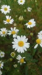 Fototapeta premium white daisy flowers in a field close up. chamomile