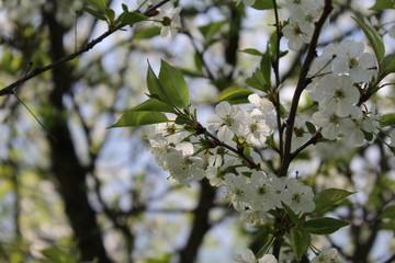 apple tree blossom