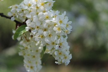 white flowers of apple tree