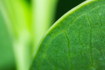 the nature background abstract, blur nature background, green leaf in nature background